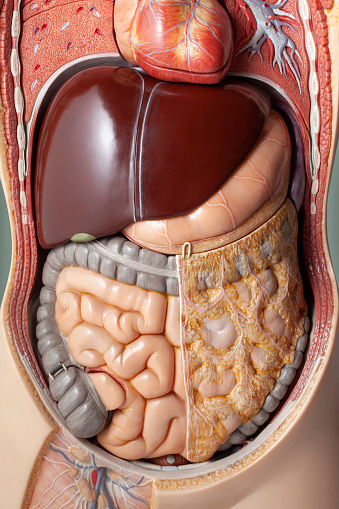 Artificial human respiratory anatomical model. Intestine, liver and stomach.