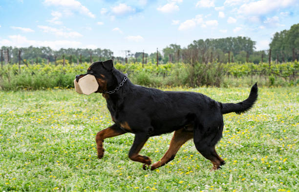 istock training of rottweiler 1396192834