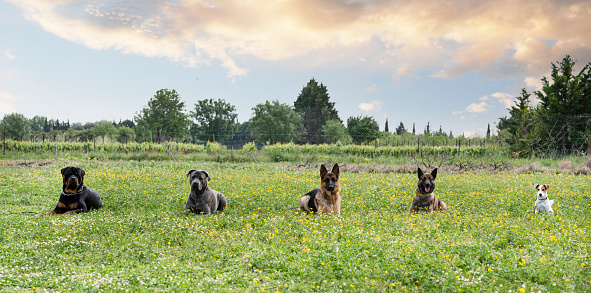dogs and obedience exercise in a training in a field
