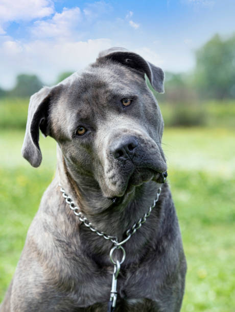 portrait of  cane corso portrait og a gray  italian mastiff in the nature cane corso stock pictures, royalty-free photos & images