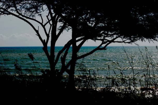 istock a view of lush trees on the beach 1396193842
