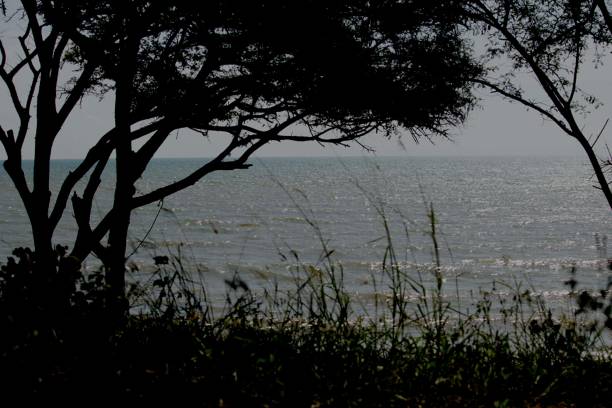 istock a view of lush trees on the beach 1396193843