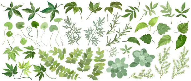 Vector illustration of Set of forest and garden plant leaves, vector illustrations.