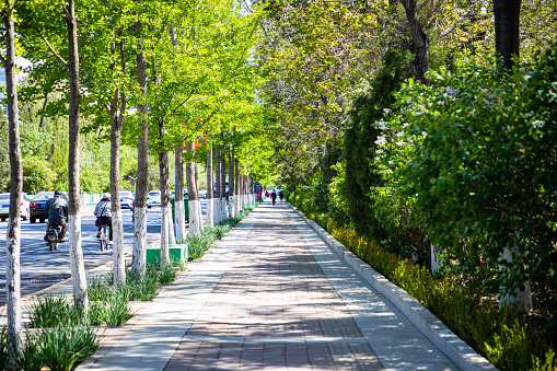 City sidewalk and lush trees