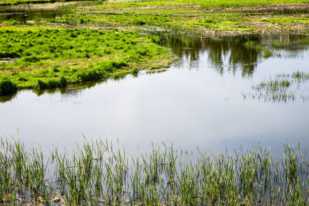 istock A corner of the wetland park in spring 1396196827