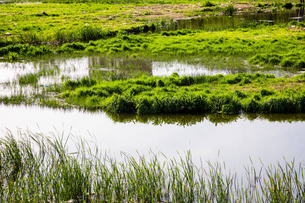 A corner of the wetland park in spring