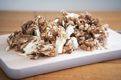Fresh chanterelle mushrooms on rustic background. Autumn concept