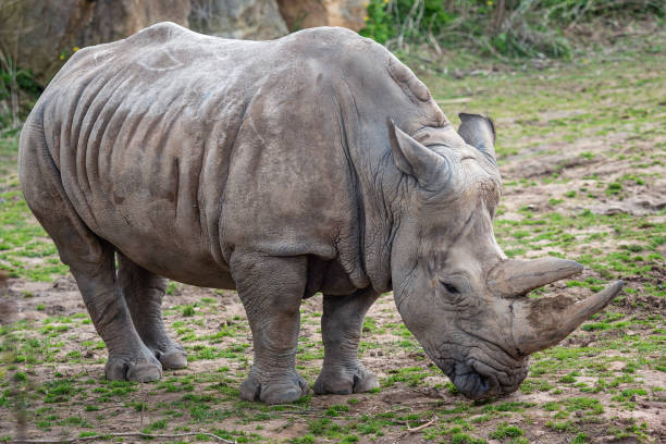 istock Southern white rhinoceros (Ceratotherium simum simum). Critically endangered animal species. 1396198726