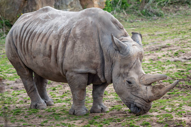 nosorożec biały południowy (ceratotherium simum simum). krytycznie zagrożone gatunki zwierząt. - nosorożec biały zdjęcia i obrazy z banku zdjęć