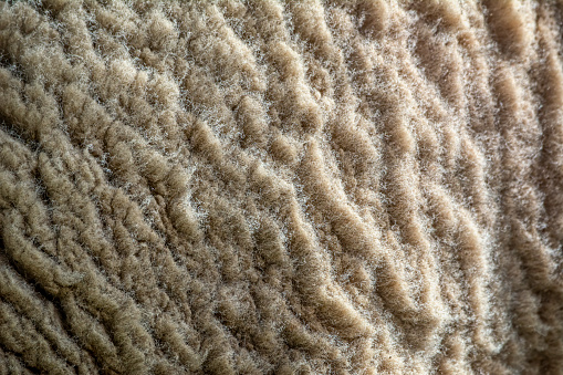 Close up of wool on a sheep