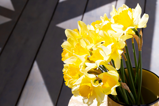 Fresh yellow daffodils, sunlit, in a mug on the veranda. Beauty in simplicity and naturalness. Shadows. Selective Focus