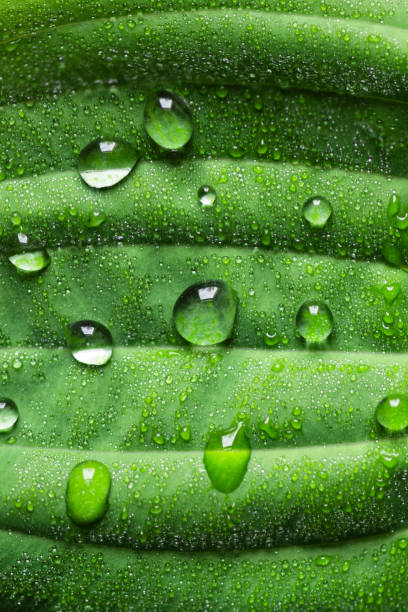 istock Rain drops on green leaf, macro photo. Water drops of dew on leaf. 1396199653