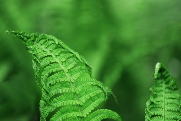 Ferns leaves closeup outdoors. Green fern natural background in sunlight.