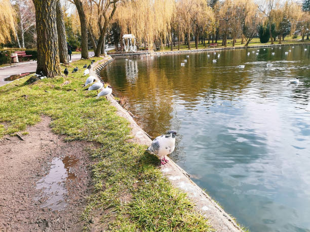 istock Black-headed gulls and pigeons in spring city park, selective focus 1396199722