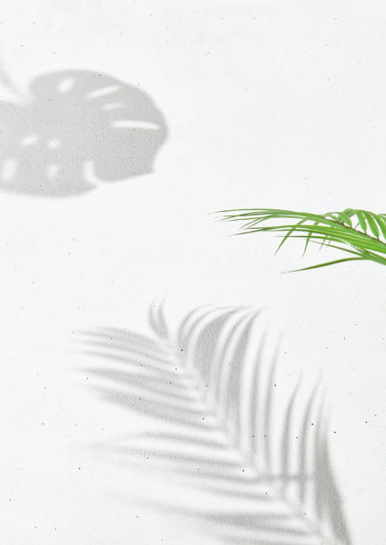 istock White background with shadows and leaves. Minimal composition - concrete wall and hard shadows of the palm and monstera. Elegant poster of natural elements. 1396200636