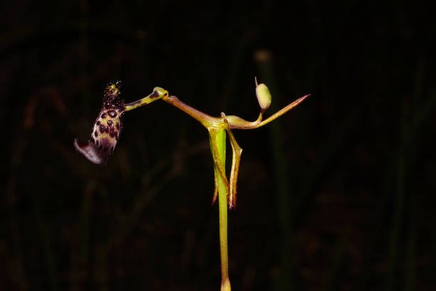 istock Drakaea livida, Warty Hammer Orchid 1396201279