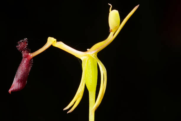 istock Narrow-lipped Hammer Orchid, Drakaea thynniphila, Western Australia 1396201454