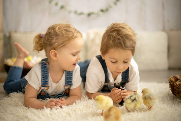 süße kinder, jungen und mädchen geschwister zu hause mit kleinen neugeborenen küken, genießendes, süßes kind und tierfreund in sonnigem zimmer - animal young bird baby chicken chicken stock-fotos und bilder