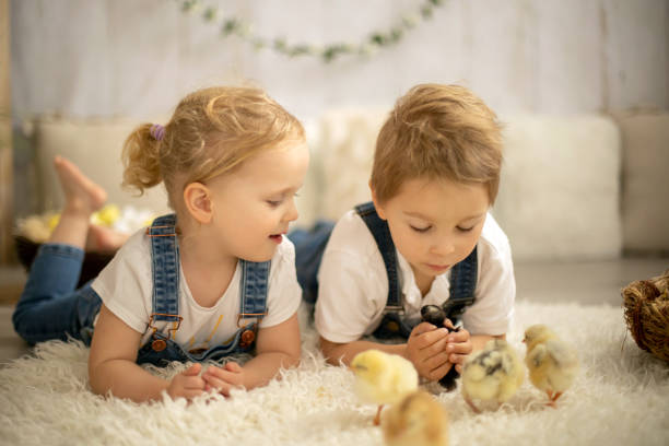 귀여운 아이들, 작은 신생아 병아리가있는 집에서 소년과 소녀 형제 자매, 햇볕이 잘 드는 방에서 즐기는, 귀여운 아이와 동물 친구 - baby chicken young bird chicken human hand 뉴스 사진 이미지