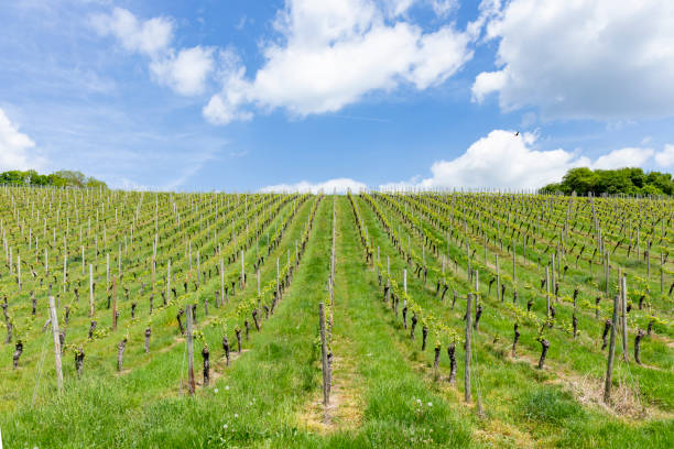 istock vineyard in spring with growing grapes in the Rheingau, 1396203252