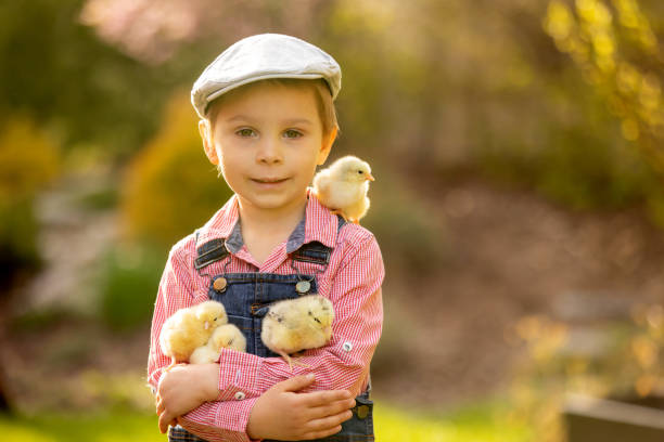 милый маленький белокурый ребенок, маленький мальчик, играющий с маленькими цыплятами в парке, цыплята и ребенок - baby chicken eggs young bird easter стоковые фото и изображения