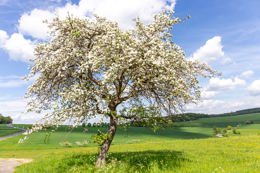 blooming tree in spring in beautiful light and rural landscape