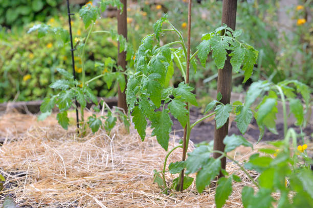 young tomato plant growing in a vegetable garden whose soil has been covered with straw