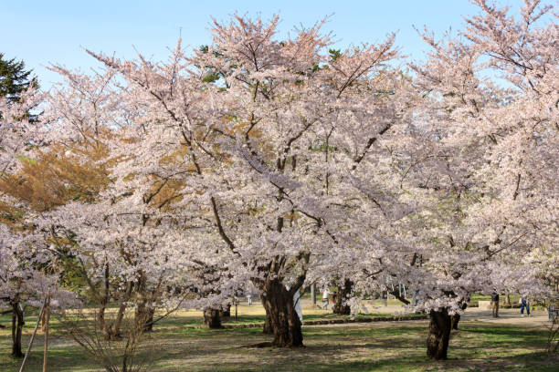istock Stunning branches of cherry trees and flowers 1396206438