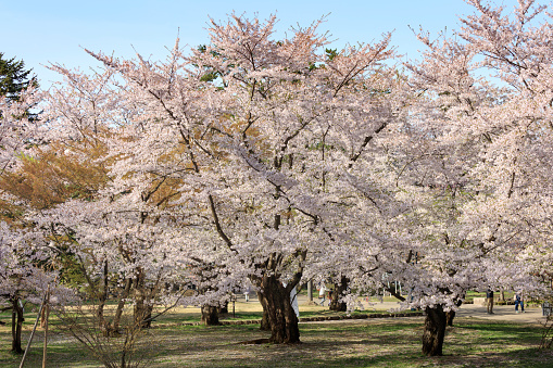 Stunning branches of cherry trees and flowers
