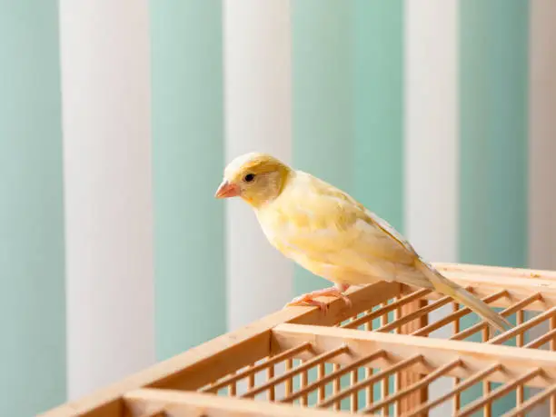 Photo of Young male Curious orange canary looks straight sitting on a cage on a light background. Breeding songbirds at home.