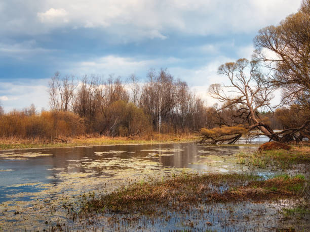 istock Evening rural landscape with flood waters, marsh meadow grass, swamp hummock with convex grass. 1396206513
