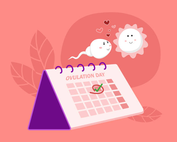 ilustraciones, imágenes clip art, dibujos animados e iconos de stock de concepto de ovulación. marque a mano la fecha de ovulación en el calendario con el personaje de dibujos animados de espermatozoides y óvulos. ilustración vectorial - ovulation