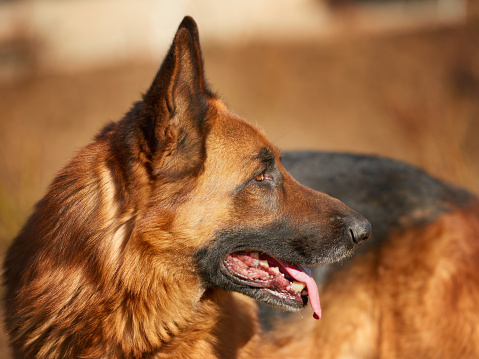 Portrait of a red-brown german shepherd dog