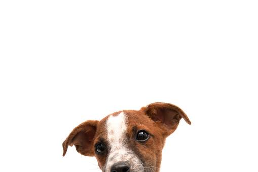 Jack Russell puppy looking down with space for your text on white background