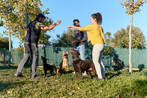 Side view of young couple in casual wear and dog trainer in working wear training cute dogs while standing near fence on grassy lawn on sunny summer day