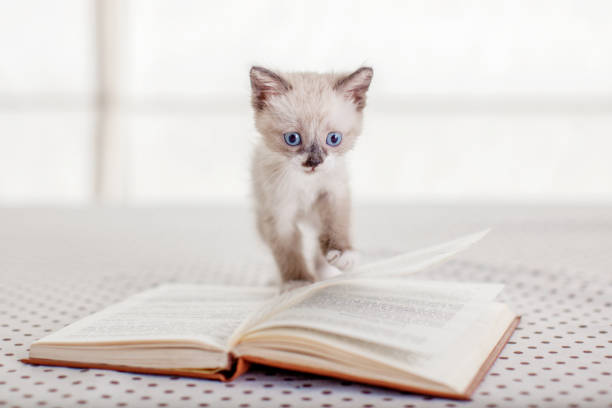 istock Little kitten at home Pet 1396210034