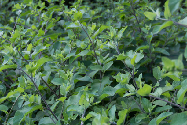 istock view of a wild burdock plantation 1396210195