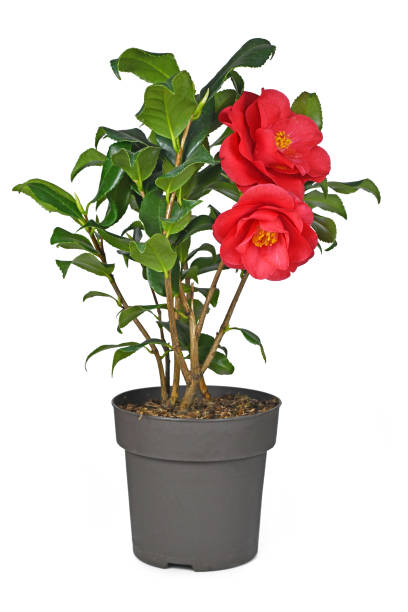 istock Blooming red Camellia Japonica flower 1396211067