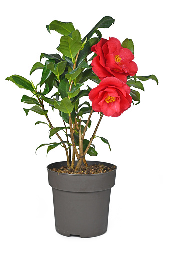 Blooming red Camellia Japonica flower in pot on white background