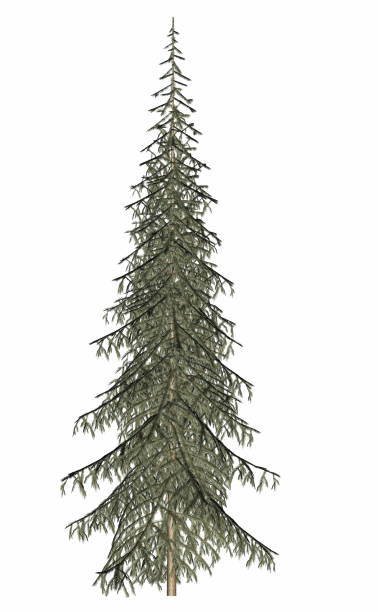 schöne einzelne tanne immergrüne kiefer - 3d-rendering - growth new evergreen tree pine tree stock-fotos und bilder