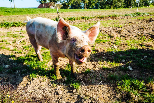 istock Portrait Of Pig Standing In Field 1396211599