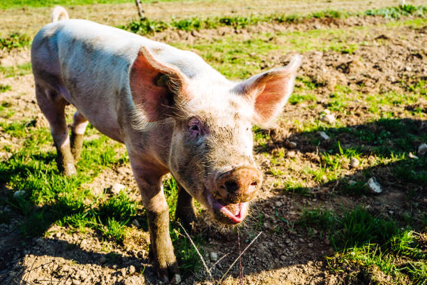istock High Angle View Of A Pig 1396211629