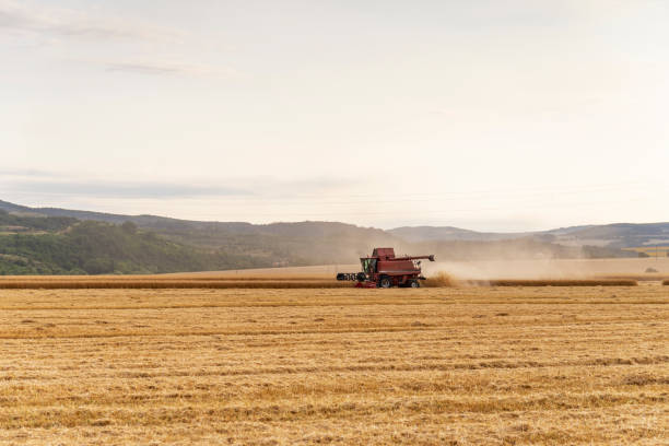 istock Harvester machine to harvest wheat field working. 1396214904