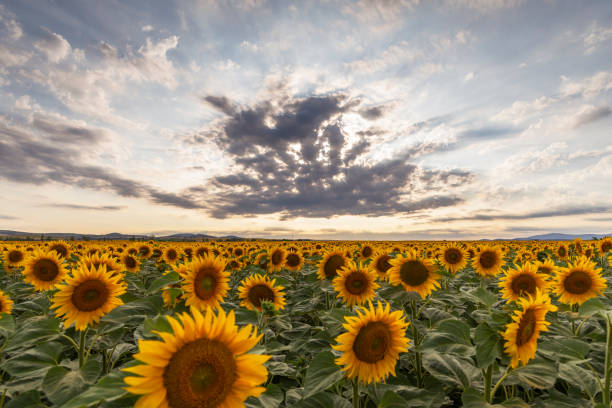 istock Sunflower field at sunset. 1396215063