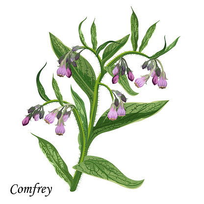 Comfrey branch with leaves and flowers, vector colorful illustration of medicinal plants.