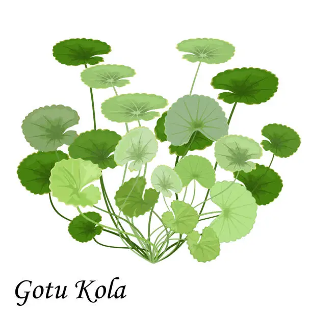 Vector illustration of Gotu Kola (Asiatic pennywort, Indian pennywort, Centella asiatica) isolated on white background, vector illustration.