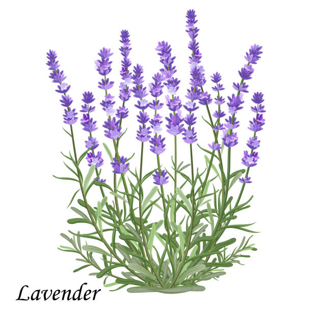 kwiaty lawendy. kwitnący krzew lawendy z fioletowymi kwiatami, realistyczna ilustracja wektorowa. - lavender lavender coloured flower homeopathic medicine stock illustrations