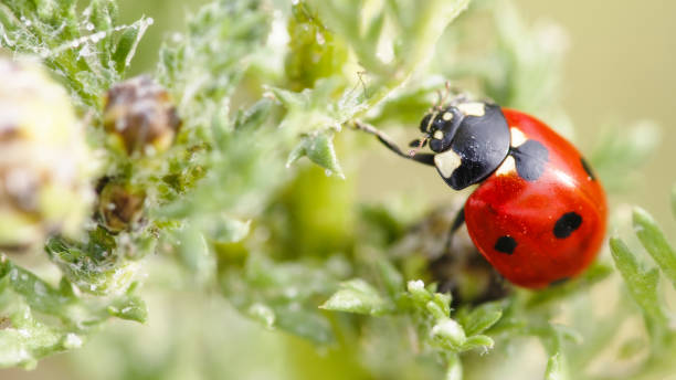 Red Ladybug on a Green Plant in Summer