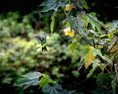 Hummingbird frozen in flight while feeding.
