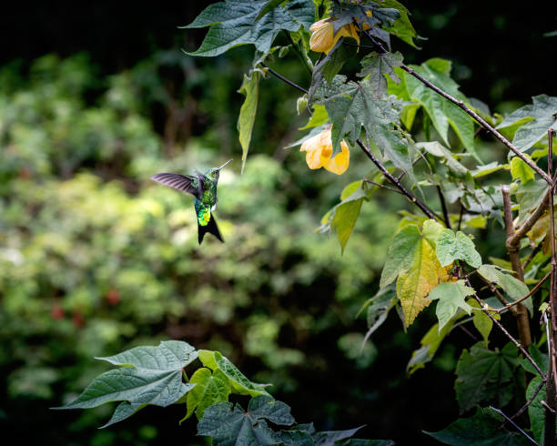 Hummingbird and flower stock photo